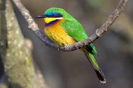 Ethiopian endemic bird species